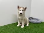 Siberische Husky pups, Dieren en Toebehoren, Honden | Poolhonden, Keeshonden en Oertypen, België, CDV (hondenziekte), 8 tot 15 weken