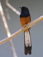 Schamalijster te koop, Dieren en Toebehoren, Vogels | Overige Vogels, Mannelijk, Geringd