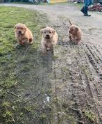 Mooie golden retriever pups!, Dieren en Toebehoren, Honden | Retrievers, Spaniëls en Waterhonden, Golden retriever, België, CDV (hondenziekte)