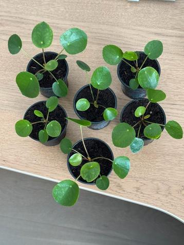 Pilea-plant - 5€/stuk  beschikbaar voor biedingen