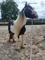 Tinker te koop, Dieren en Toebehoren, Pony's, Gechipt, Hengst, 3 tot 6 jaar, Onbeleerd