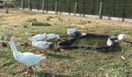witte ganzen te koop, Dieren en Toebehoren, April