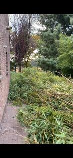Gratis bamboe, Tuin en Terras, Ophalen