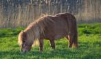 Pony, Dieren en Toebehoren, Pony's, Gechipt, M, Hengst, 3 tot 6 jaar