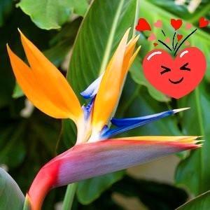 Strelitzia reginea, Tuin en Terras, Planten | Tuinplanten, Vaste plant, Overige soorten, Volle zon, Zomer, Ophalen of Verzenden