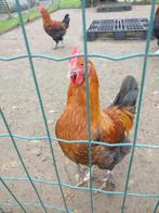 Marans haan, Dieren en Toebehoren, Pluimvee