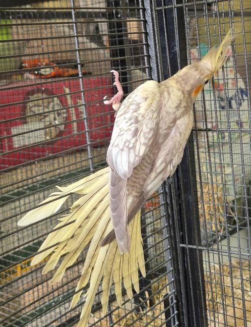 Mooie jonge valkparkieten met vaste pootring en DNA papieren, Dieren en Toebehoren, Vogels | Parkieten en Papegaaien