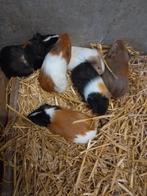 Jonge Cavia's te koop, Dieren en Toebehoren, Knaagdieren, Meerdere dieren, Cavia, Tam