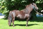 Makke mini merrie, Dieren en Toebehoren, Pony's, Merrie, Niet van toepassing, A pony (tot 1.17m), 3 tot 6 jaar