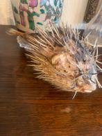 Taxidermische grote kogelvis, Verzamelen, Ophalen of Verzenden, Zo goed als nieuw