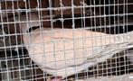 Tourterelles rieuses, Animaux & Accessoires, Oiseaux | Pigeons