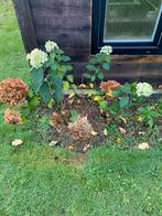 10 hortensia’s, Tuin en Terras, Planten | Tuinplanten, Vaste plant, Halfschaduw, Zomer, Ophalen