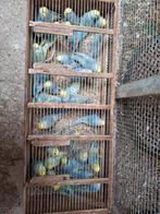 Grasparkieten regenbogen, Dieren en Toebehoren