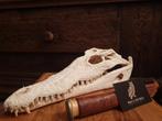 Nijlkrokodil schedel 37 cm! Nile crocodile skull with cites!, Collections, Collections Animaux, Enlèvement ou Envoi, Neuf, Reptile ou Amphibien