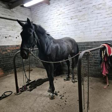 Scheren van paarden en pony's  beschikbaar voor biedingen