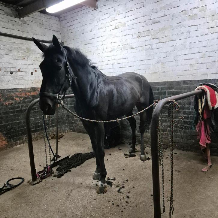Scheren van paarden en pony's, Dieren en Toebehoren, Stalling en Weidegang