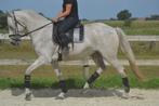 Prachtige lieve brave schimmel merrie, Dieren en Toebehoren, Paarden, Merrie, Dressuurpaard, L, 160 tot 165 cm