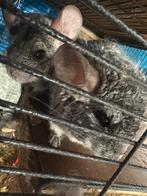 Chinchilla’s koppel, Animaux & Accessoires, Rongeurs, Chinchilla