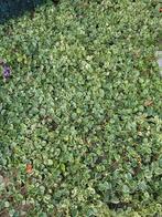 Snelgroeiende bodembedekker (20tal planten), Tuin en Terras, Planten | Tuinplanten, Ophalen