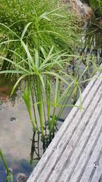 Parapluplant, Ophalen of Verzenden