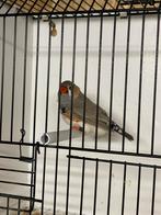 Bleekrug split oranjeborst zwartborst zebravink man, Dieren en Toebehoren, Mannelijk, Tropenvogel, Geringd