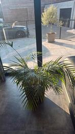 Plant te koop + pot, Tuin en Terras, Ophalen