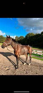 Springpaard/allrounder, Dieren en Toebehoren, Paarden, Z, Springpaard