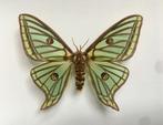 Rare Papilio Graellsia isabellae Femelle d'Espagne cadre, Insecte, Animal empaillé, Enlèvement ou Envoi, Neuf