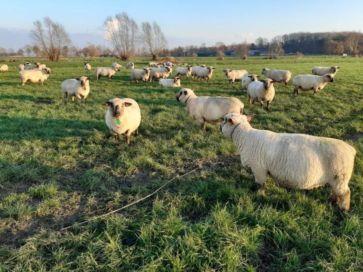 Opkuisen weide(s) door begrazing schapen, Dieren en Toebehoren, Stalling en Weidegang