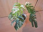 monstera variegata, Groene kamerplant, Ophalen, Overige soorten