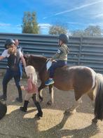 Bonte A-pony merrie, Dieren en Toebehoren, Pony's, B, A pony (tot 1.17m), 11 jaar of ouder, Recreatiepony