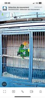 geelkopcaique, Dieren en Toebehoren, Vogels | Parkieten en Papegaaien