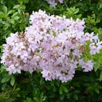 campanulla LODDON ANNA in 2 literpot, Ophalen, Vaste plant