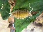 Boliviaans porselein „Ghost”, Overige soorten