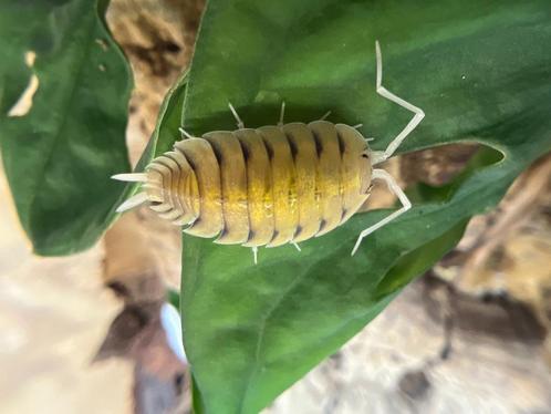 Boliviaans porselein „Ghost”, Dieren en Toebehoren, Insecten en Spinnen, Overige soorten