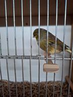 Gloster kanarie man, Dieren en Toebehoren, Mannelijk, Postuurkanarie