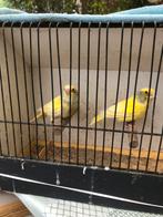 Bonte groenvink, Dieren en Toebehoren, Vogels | Overige Vogels, Wildzangvogel