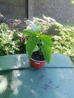 Malawi peppadew peper plant, Tuin en Terras, Planten | Tuinplanten, Ophalen