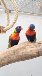 Lori van de blauwe bergen koppel, Dieren en Toebehoren, Meerdere dieren, Papegaai, Geringd