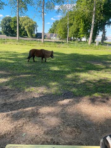 Pony beschikbaar voor biedingen