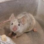 Grijz kleurmuisjes, Muis, Mannelijk, Mei, Tam