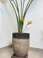 Plantenpot + strelitzia nicolai plant, Tuin en Terras, Ophalen, Zo goed als nieuw