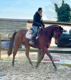 Brave 7m marron, Animaux & Accessoires, Chevaux, Hongre