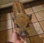 varken mini micro biggetje, Mâle, Porcs, 0 à 2 ans