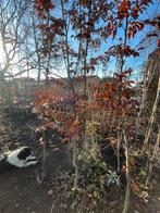 Rode beuk, Tuin en Terras, Ophalen, Zomer