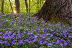 Vinca minor (Blauw en wit), Tuin en Terras, Ophalen, Vaste plant, Bodembedekkers