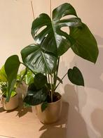 Monstera Deliciosa, Huis en Inrichting, Kamerplanten, Minder dan 100 cm, Ophalen of Verzenden, Groene kamerplant
