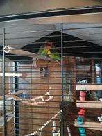 Dwergpapegaai, Dieren en Toebehoren