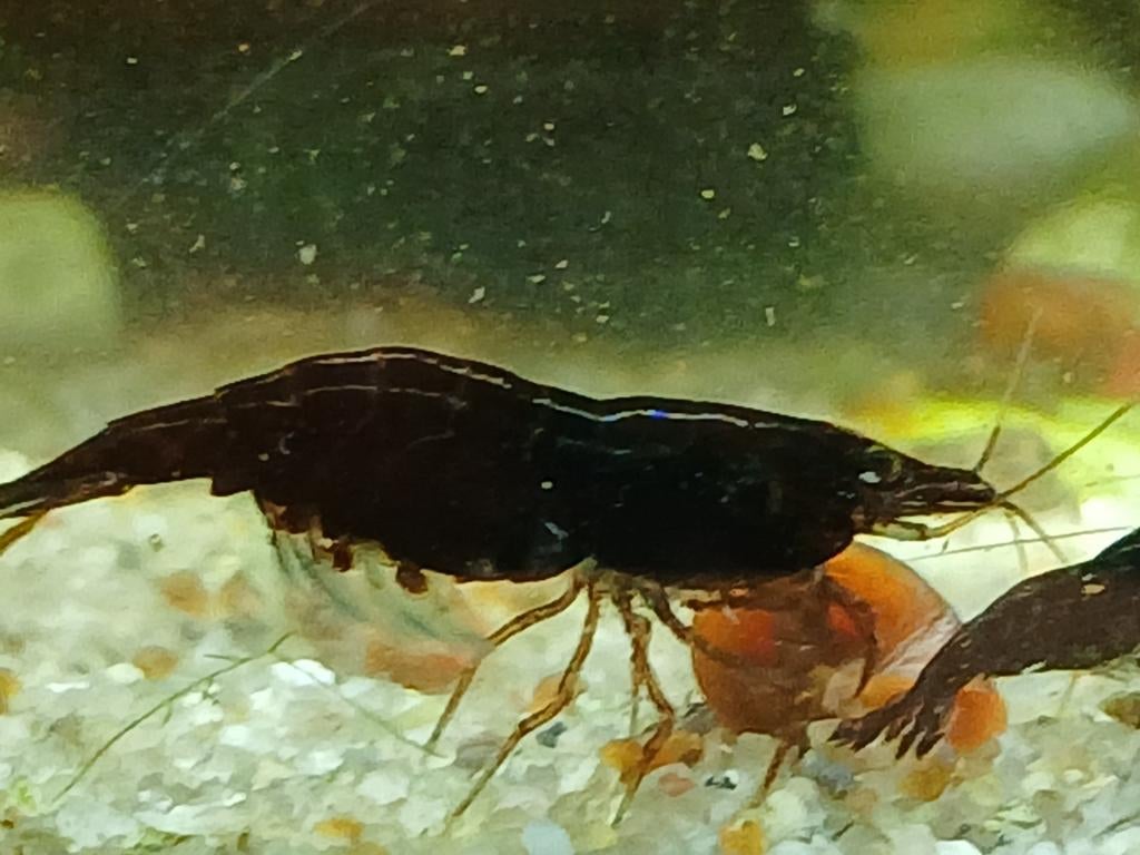 Black sakura garnalen neocaridina, Kreeft, Krab of Garnaal