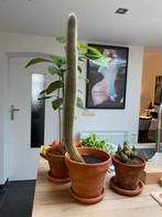 Mooie grote cactus met pot, Huis en Inrichting, Kamerplanten, Ophalen, Cactus